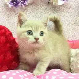 ブリティッシュショートヘア