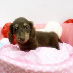 ミニチュア・ダックスフント