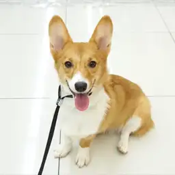 ウェルシュコーギーペンブローク