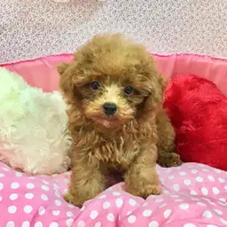 トイ・プードル