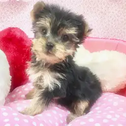 ヨークシャーテリア