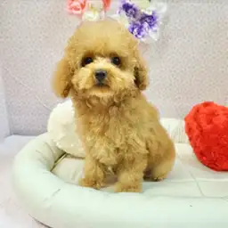 トイ・プードル