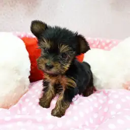 ヨークシャーテリア