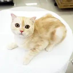 スコティッシュフォールド