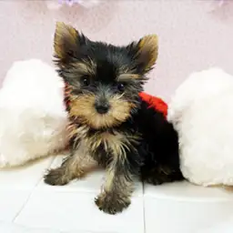 ヨークシャーテリア