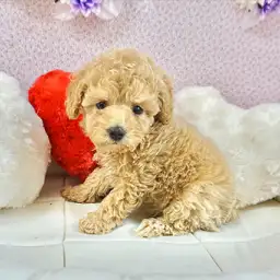 トイ・プードル