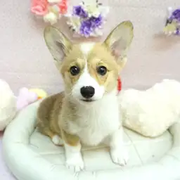 ウェルシュコーギーペンブローク