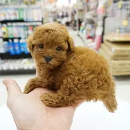 トイ・プードル