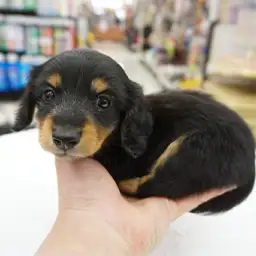 ミニチュア・ダックスフント