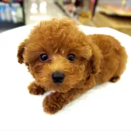 トイ・プードル