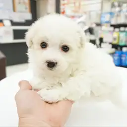 ビションフリーゼ