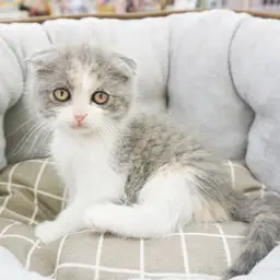 スコティッシュフォールド