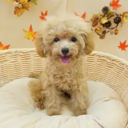 トイ・プードル