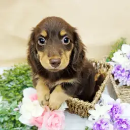 ミニチュア・ダックスフント