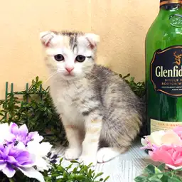 スコティッシュフォールド