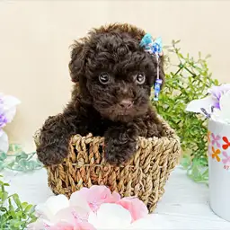 トイ・プードル