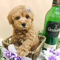 トイ・プードル