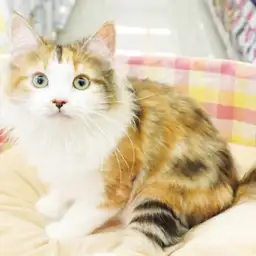 ノルウェージャンフォレストキャット