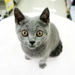 ブリティッシュショートヘア