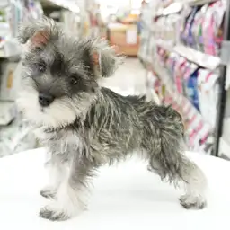 ミニチュア・シュナウザー