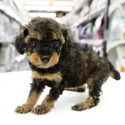 トイ・プードル