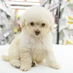 トイ・プードル