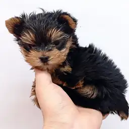 ヨークシャーテリア