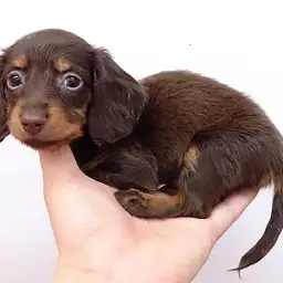 カニンヘン・ダックスフント