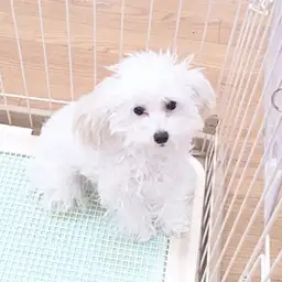 トイ・プードル