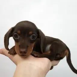 カニンヘン・ダックスフント