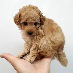 トイ・プードル