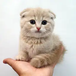 スコティッシュフォールド