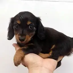 カニンヘン・ダックスフント