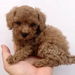 トイ・プードル