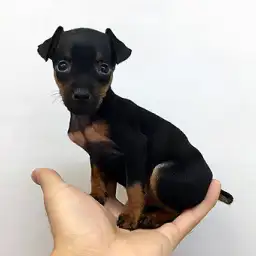 ミニチュア・ピンシャー