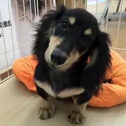 ミニチュア・ダックスフント