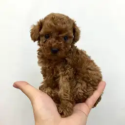 トイ・プードル