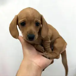 ミニチュア・ダックスフント