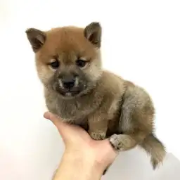 柴犬