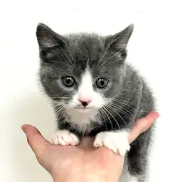 ブリティッシュショートヘア