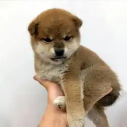 柴犬
