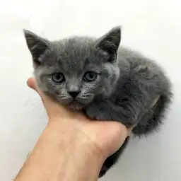 ブリティッシュショートヘア