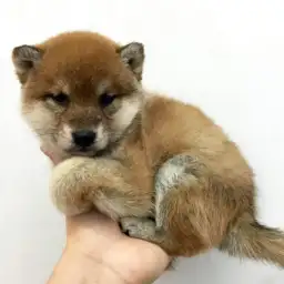 柴犬
