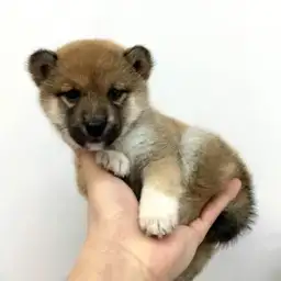 柴犬