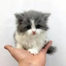 スコティッシュフォールド