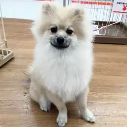ポメラニアン