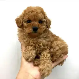 トイ・プードル