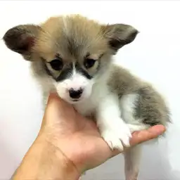 ウェルシュコーギーペンブローク