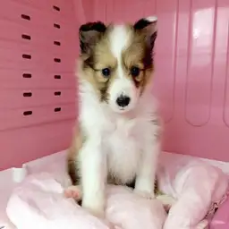 シェットランドシープドッグ