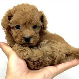 トイ・プードル